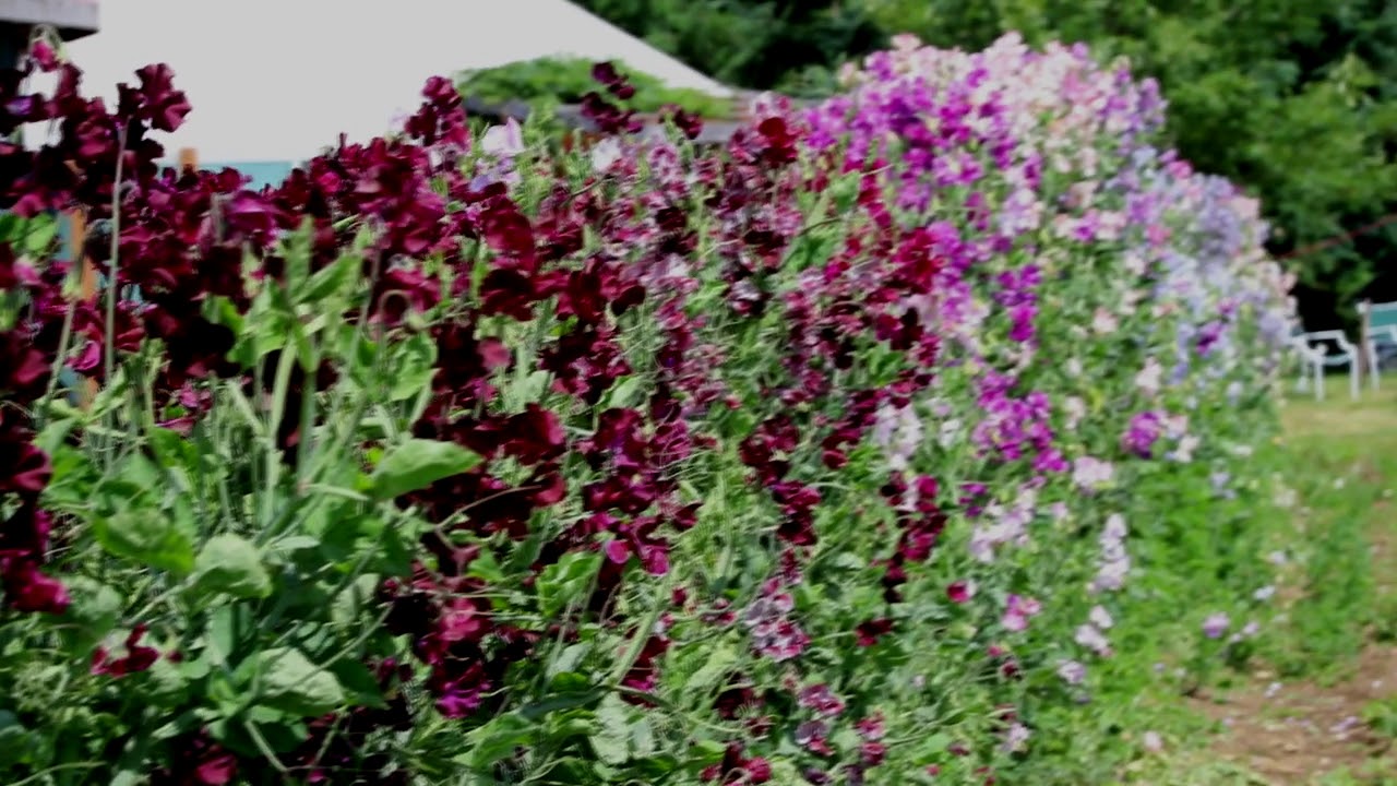 Whatcom County Virtual Farm Tour: Free Range