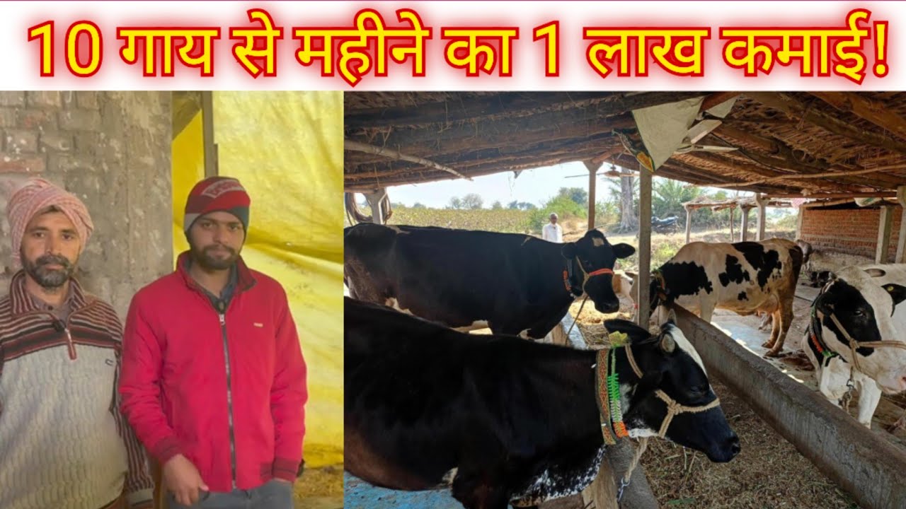 10गाय से महीने से 100000 कमाई !!गाय पालन की A To Z जानकारी!! Dary farm in bihar!! Gopalganj