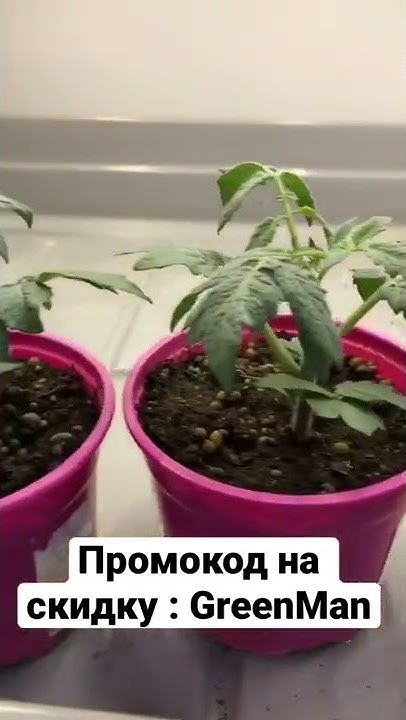 Томаты Черри дома бесплатно - YouTube