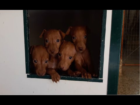 Vidéo: Cirneco dell’Etna