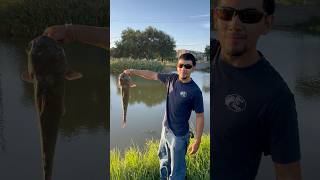 Big catfish Green line in San Antonio Texas #catfishfishing #bigcatfish #bigfish #addictedfishing