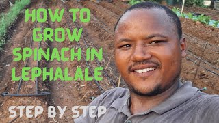 How to grow spinach in lephalale South Africa