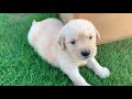 天使の生まれ変わり…!?ゴールデンレトリバー子犬びすけ(生後26日)