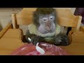 обезьяна и пюре😋Маша ужинает🐵😉#monkey#petmonkey #mukbang #обезьяна #макака #домашниемакаки#экзотика