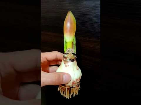 Video: Staking Amaryllis Plants - Suggerimenti sul supporto per i fiori di Amaryllis