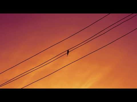 Evening Birdsong Relaxing Nature Sounds