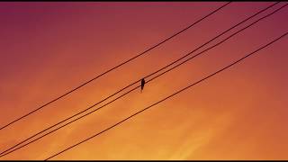 Evening Birdsong Relaxing Nature Sounds