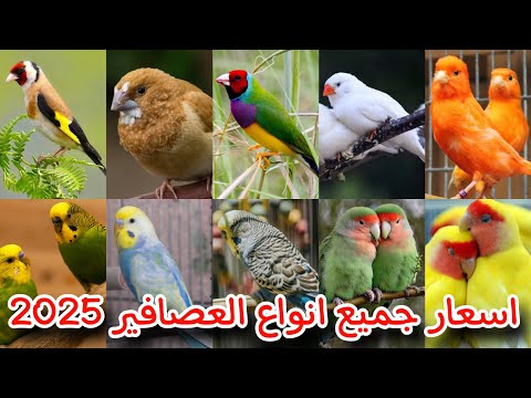 اسعار العصافير في السوق المصري 2025 جميع الانواع