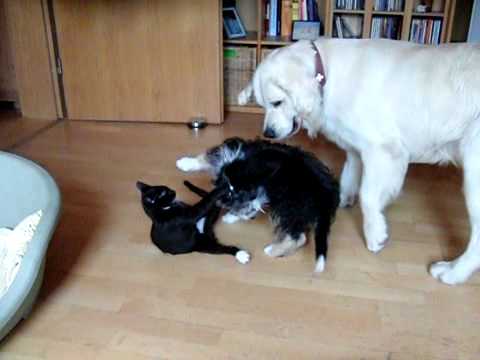 Katze rauft mit zwei Hunden