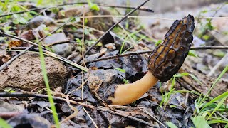 Morel mushroom hunting 2023