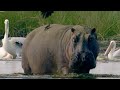 200 Hippos Cause Mayhem in Crowded Pool | Natural World | BBC Earth