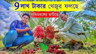 পৃথিবীর বিখ্যাত সৌদি খেজুর চাষ হচ্ছে পশ্চিমবঙ্গে | Ajwa Khajoor farming | Date Palm Farmimg | Khejur