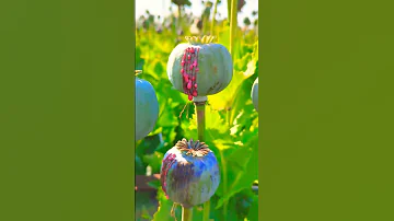 Poppy Farming Afim Farm Farming Agriculture Drug 