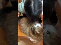 そこは私の席だからどいて～ #Shorts