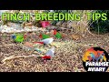 How To Breed Finches