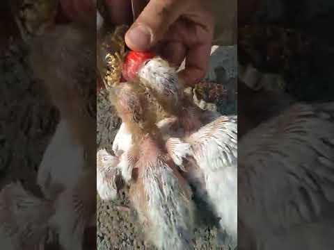        غذا دادن به جوجه کبوتران با دستگاه مخصوص 