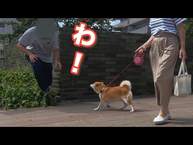 柴犬小春　ENG sub【ドッキリ】散歩中に影から「わぁ！」と言うやつ