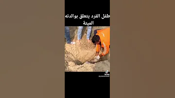 وما من دابة في الأرض ولا طائر يطير بجناحيه إلا أمم أمثالكم 