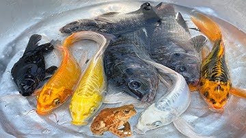 Kem Chanel ra bờ ao bắt cá được cá chép vàng, cá vàng, cá rô phi, con ngan, con gà, con rắn, con cua