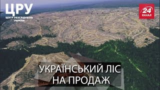 ЦРУ. Вкрадений ліс: заради кого і чого нещадно рубають Карпатські ліси