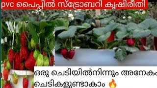 Easy methods grow strawberries at home||Strawberry Plants 🍓🍓#samaaskannurkitchen