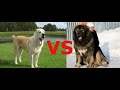 Какая собака круче??? Алабай  VS Кавказская Овчарка. Какую собаку лучше купить для охраны двора???
