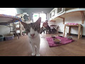 360 Degree Videotour - Domino's House Cat Rescue League