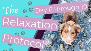 This Dog Relaxation Protocol by Karen Overall is Heatin' Up (Day 6 through Day 10)!