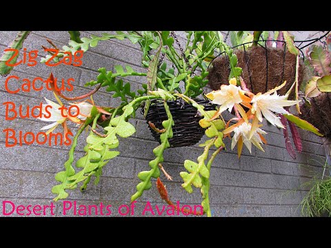 My Epiphyllum Anguliger Cactus | Fishbone Cactus | Ziz Zag Cactus From Buds To Blooms