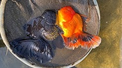 金魚jp Youtube