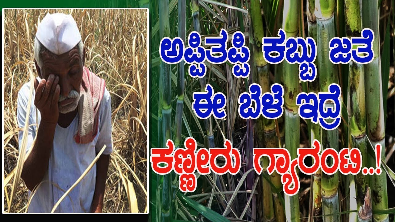 ಕಬ್ಬಿನ ಜತೆ ಗೋವಿನ ಜೋಳವಿದ್ರೆ ಆಗುವ ಸಮಸ್ಯೆ ಎಂತಹದ್ದು? technique for better sugarcane yield