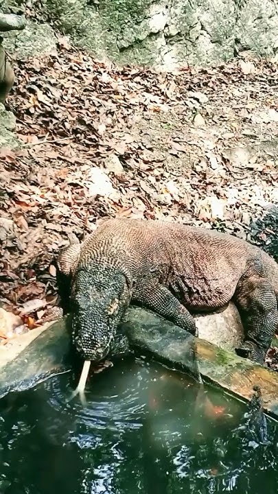 Komodo dragons drink local water😲 - YouTube