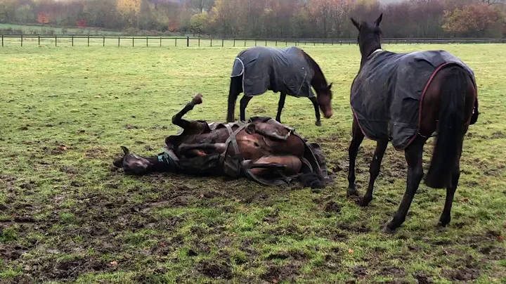 Racehorse, Crowd of Stars, enjoying his turnout he...