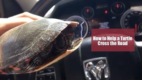 How To Help A Turtle Cross The Road - Ontario Wildlife Removal Inc.
