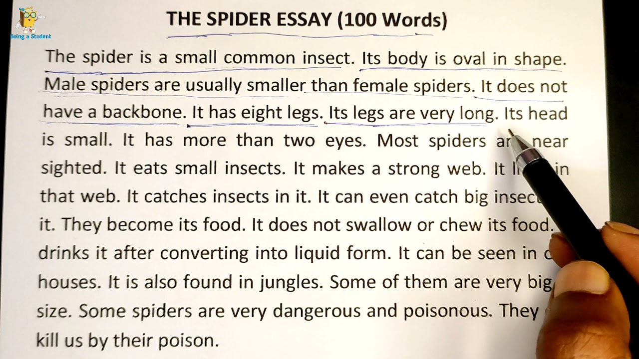 spider essay