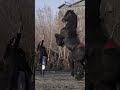 Fascinating Frisian Horse Horse Taotaoaima Doris 