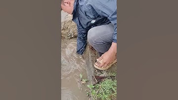 Remove Trash Clogged Drain #remove #unclog #drain #culvert #shorts