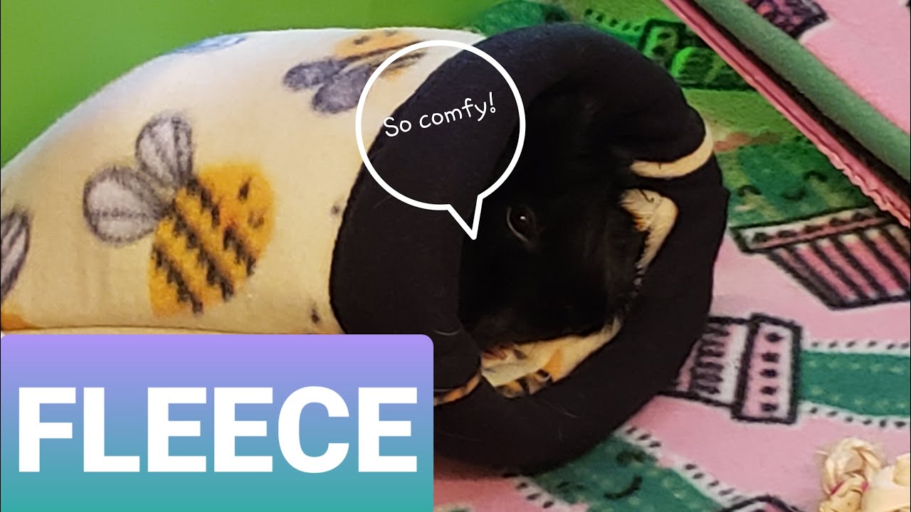 Everything You Need to Know About Fleece for Guinea Pigs - Guinea Pig Café