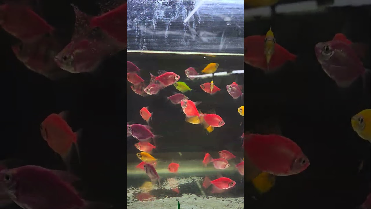 Huge colour widow stock.  