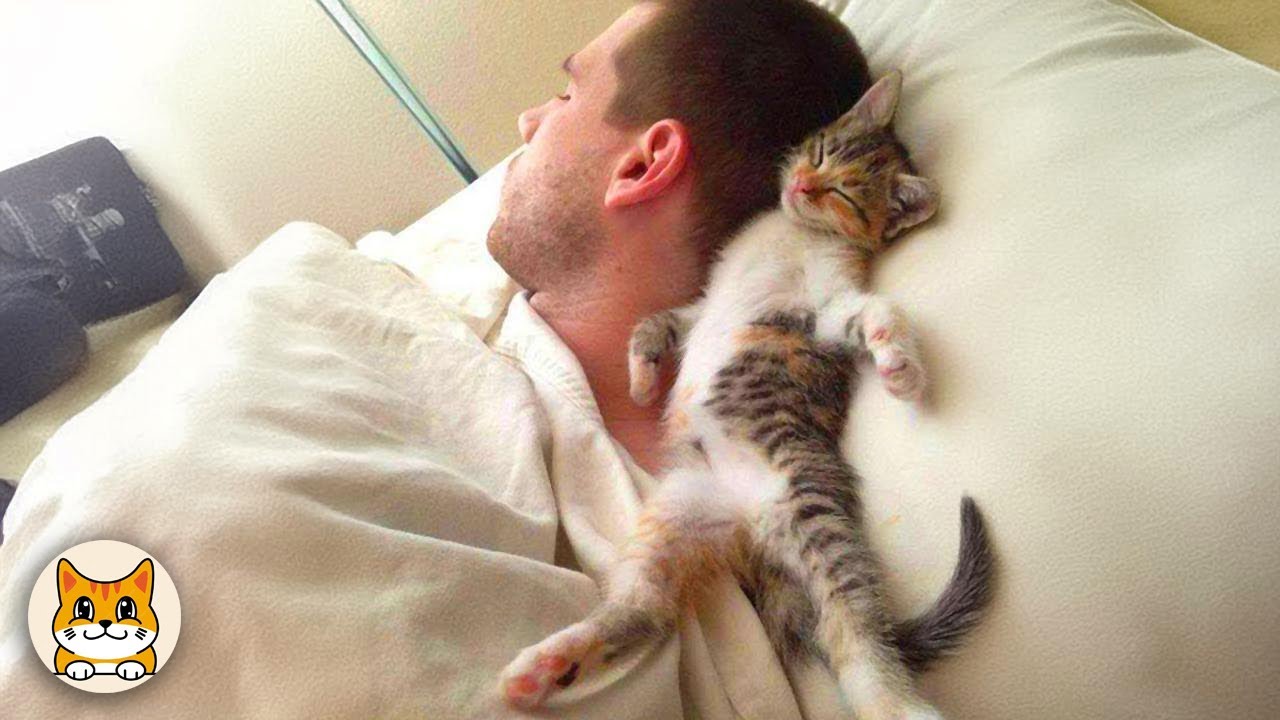 Самые милые моменты кошек с их хозяевами