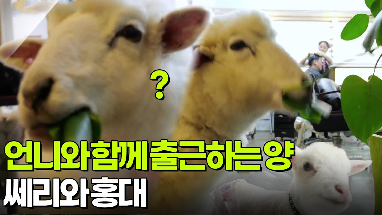 [우리 동네 人스타] 언니와 함께 출근하는 양들 [생방송 굿모닝 대한민국] | KBS 260227 방송