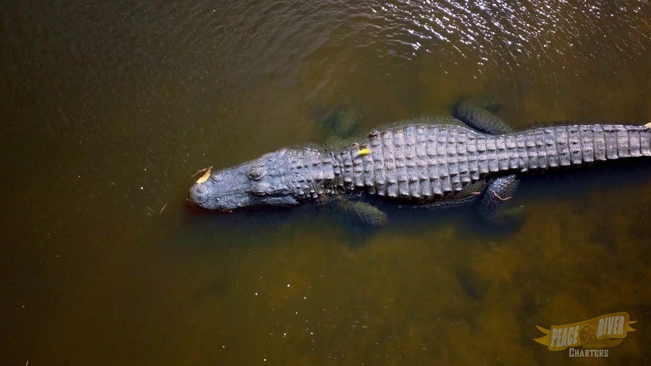 Airboat tour peaceriver florida video