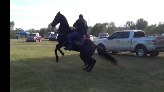 Mr. Ts Tennessee Walking Horse In Miller County Arkansas