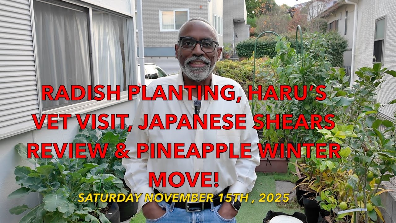 Посадка редиса, визит Хару к ветеринару, обзор японских ножниц и зимняя пересадка ананаса!