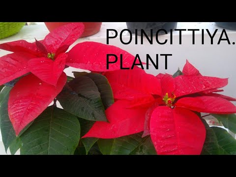 Video: Hoe Om Poinsettia Na Die Aankoop Te Plant? Moet Ek Dit Dadelik Oorplant? Oorplant 'n Blom In Die Winter Tuis. Hoe Kan Ek Na Die Oorplanting Vir Hom Sorg?