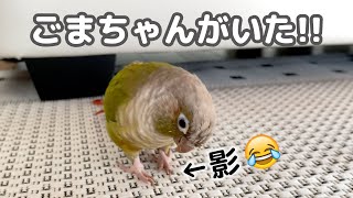 自分の影を見つけて「ごまちゃんがいた！」と言うインコ | 甘い柿、鳥の「待て」見て下さい😂