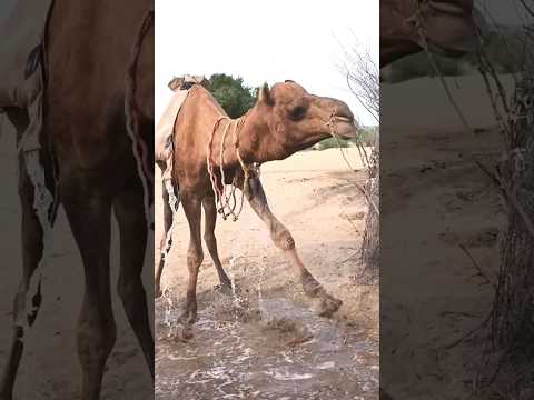 ض ي اع ٱل م اء ب ي ن ٱل م ش ق ة و ٱل ع ن اد