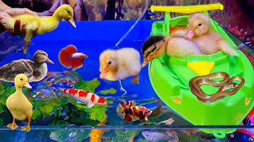 Tổng hợp video động vật dễ thương, cá cảnh đẹp, vịt, cá betta, cá lia thia dumbo, rắn, bạch tuộc