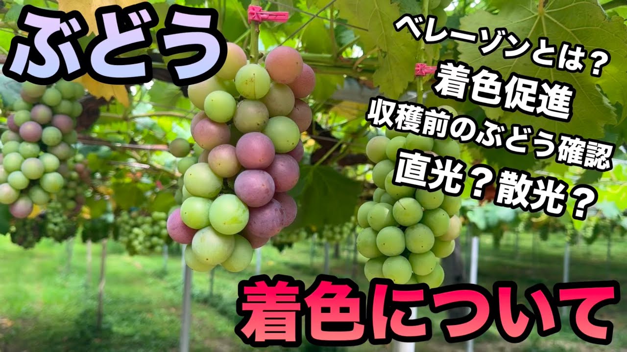 ぶどうの着色について〜着色始期とは？対策は？〜2025-07-11