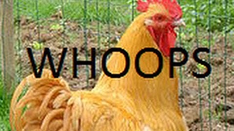 Skyrim Bloopers: Never Shoot A Chicken